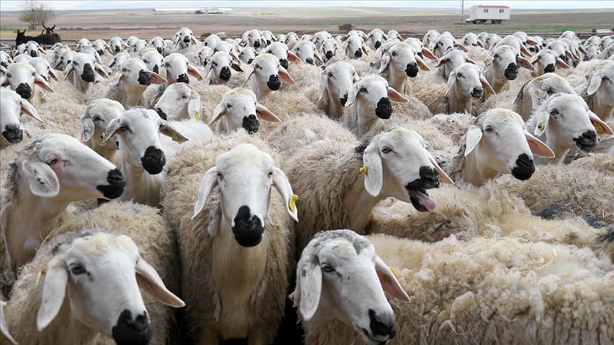 Küçükbaş Hayvancılık Çiftliği tesis fotoğrafı