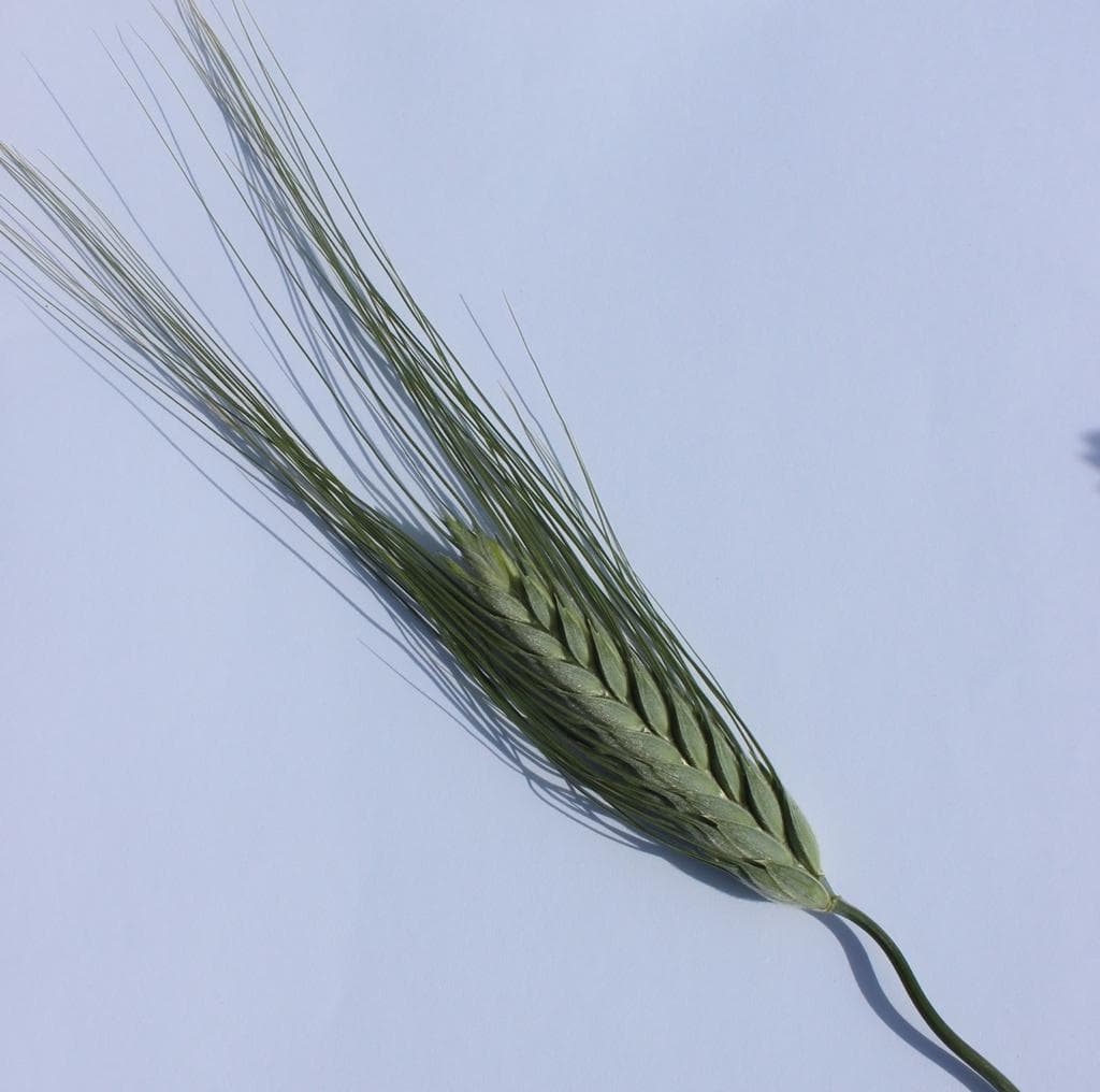 Görsel 2